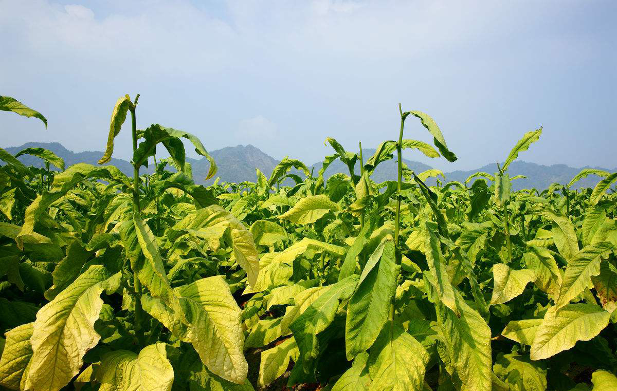 贵州烟草病虫害防治